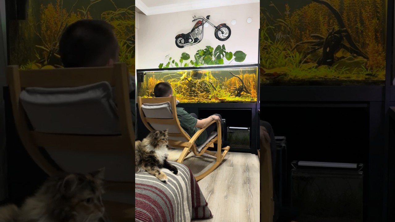 No Filter, No Water Change Fish Tank Day 475 π