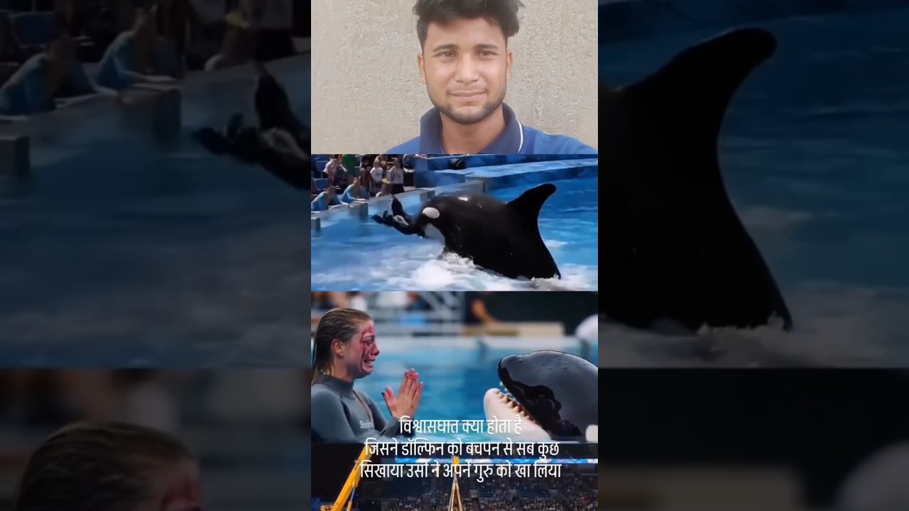 Dolphin Attacks Owner in Viral Video 🐬