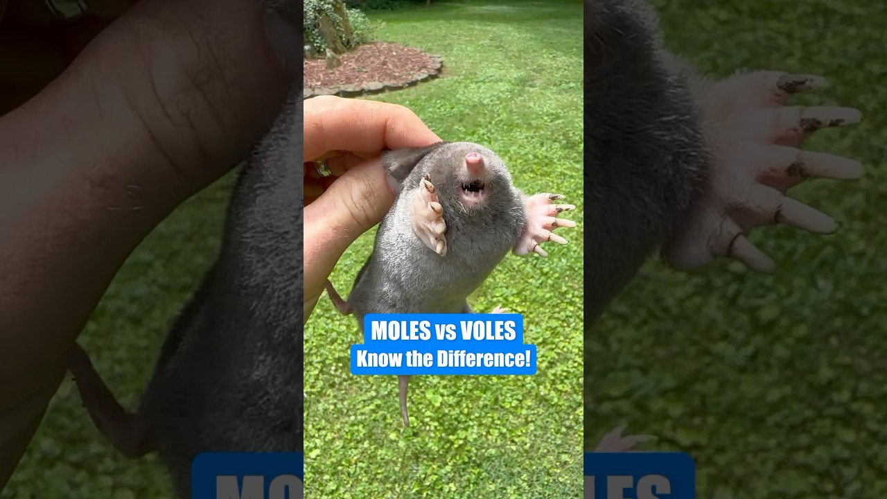 Moles vs. Voles: Who’s Damaging Your Lawn? 🐾