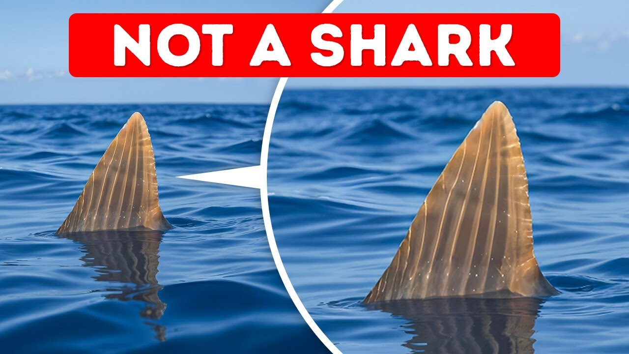 Amazing Animal Facts You Haven't Googled 🐾