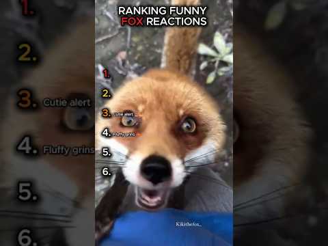 These Foxes Are Way Too Dramatic ππ¦ #shorts