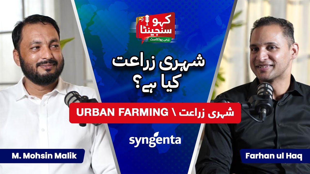 کاہو سنجینٹا: شہری زراعت کا کاروباری موقع اور چیلنجز 🌱