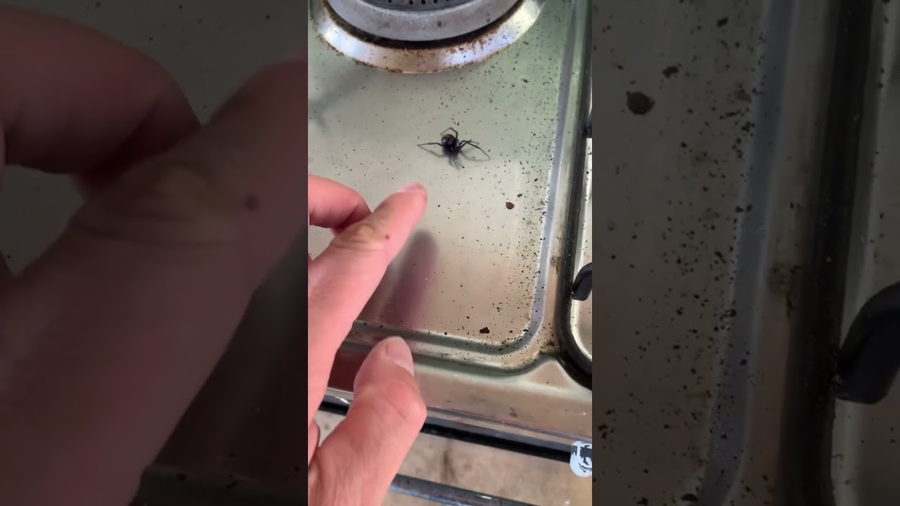 À ne pas reproduire chez vous ! #phobie #australie #araignée #veuvenoire #latrodectus