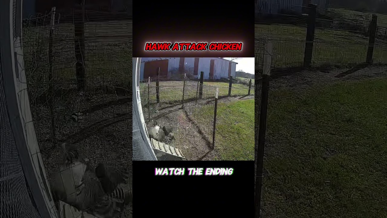 Brave Rooster Defends Hen from Hawk ππ¦