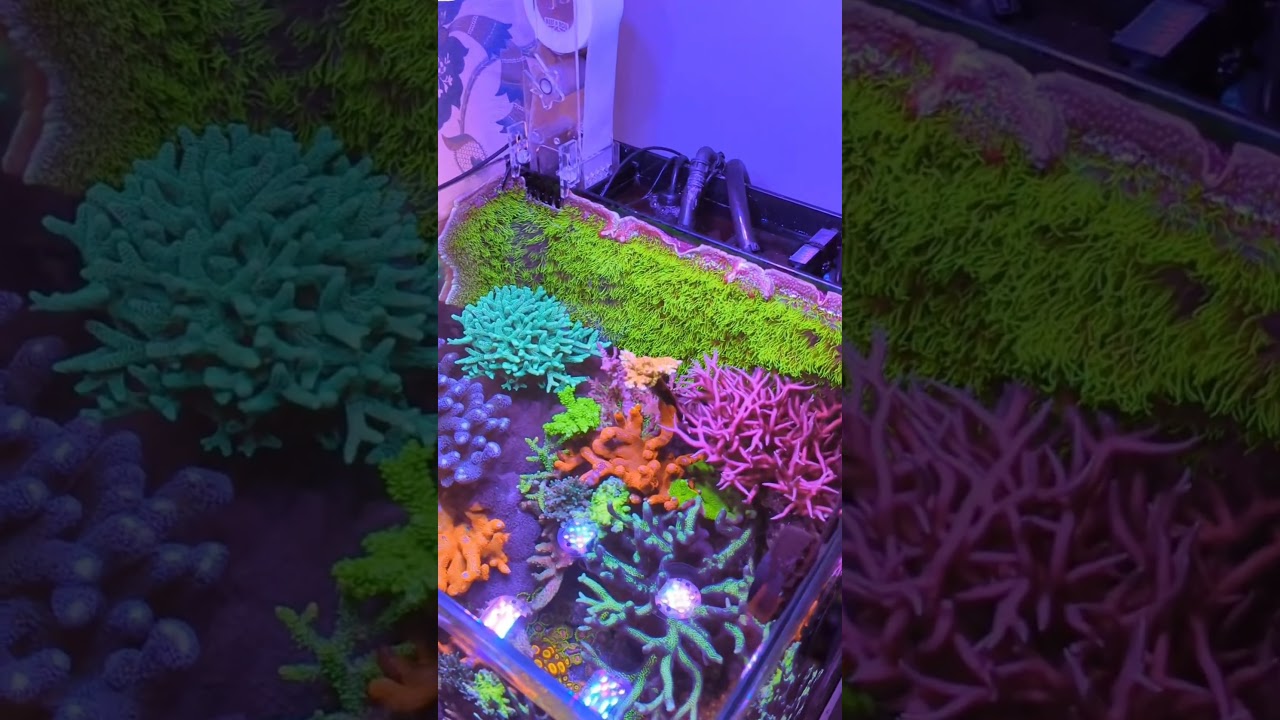 Top 20g Nano Reef Tanks Worldwide 🌊 | MK Reefs