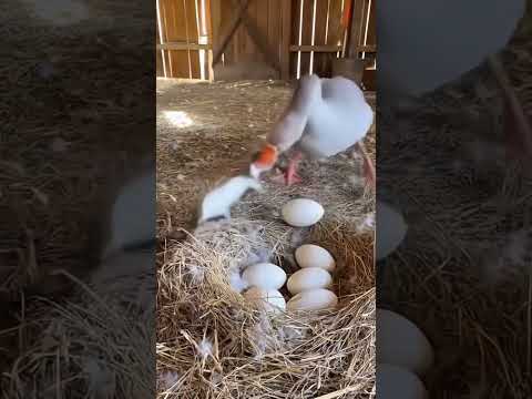 A weasel was bitten and attacked by a goose!#satisfying#nature#animals #funny#shorts