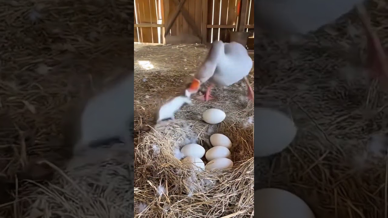Unexpected Showdown: Weasel vs. Goose! 🦆😂