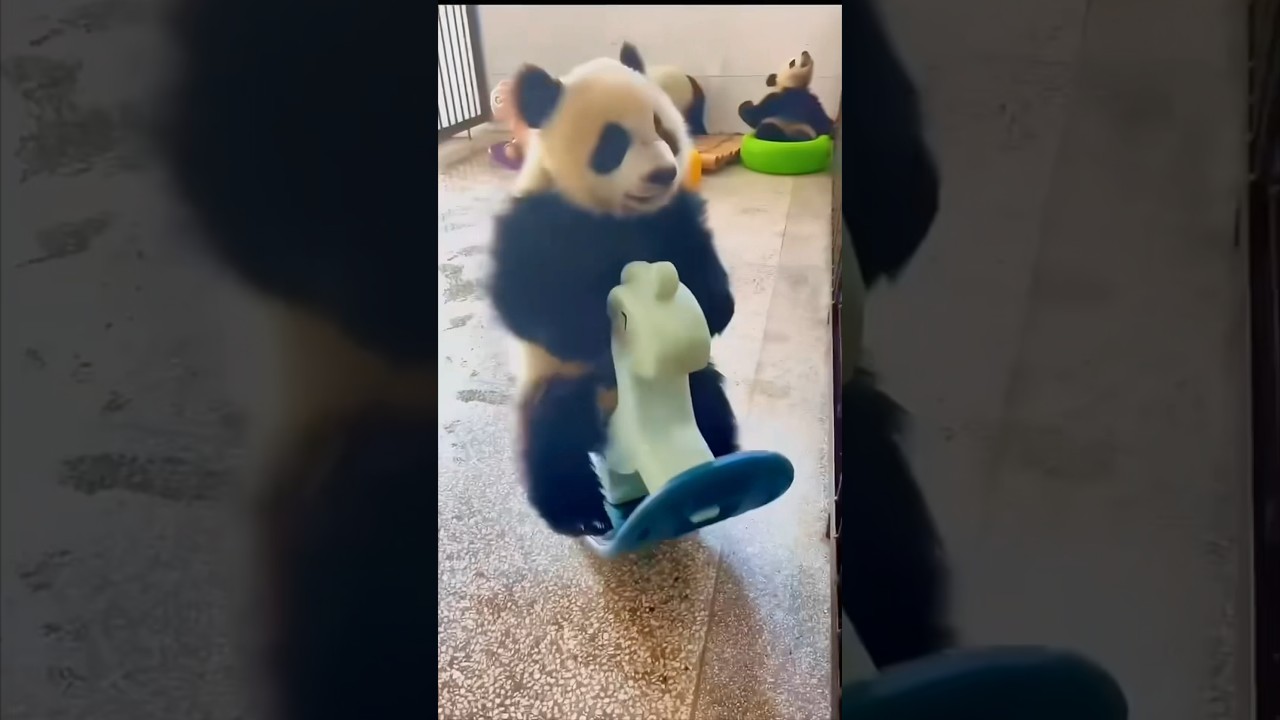 Discover Why Pandas Are Considered the Funniest Animals 🐼