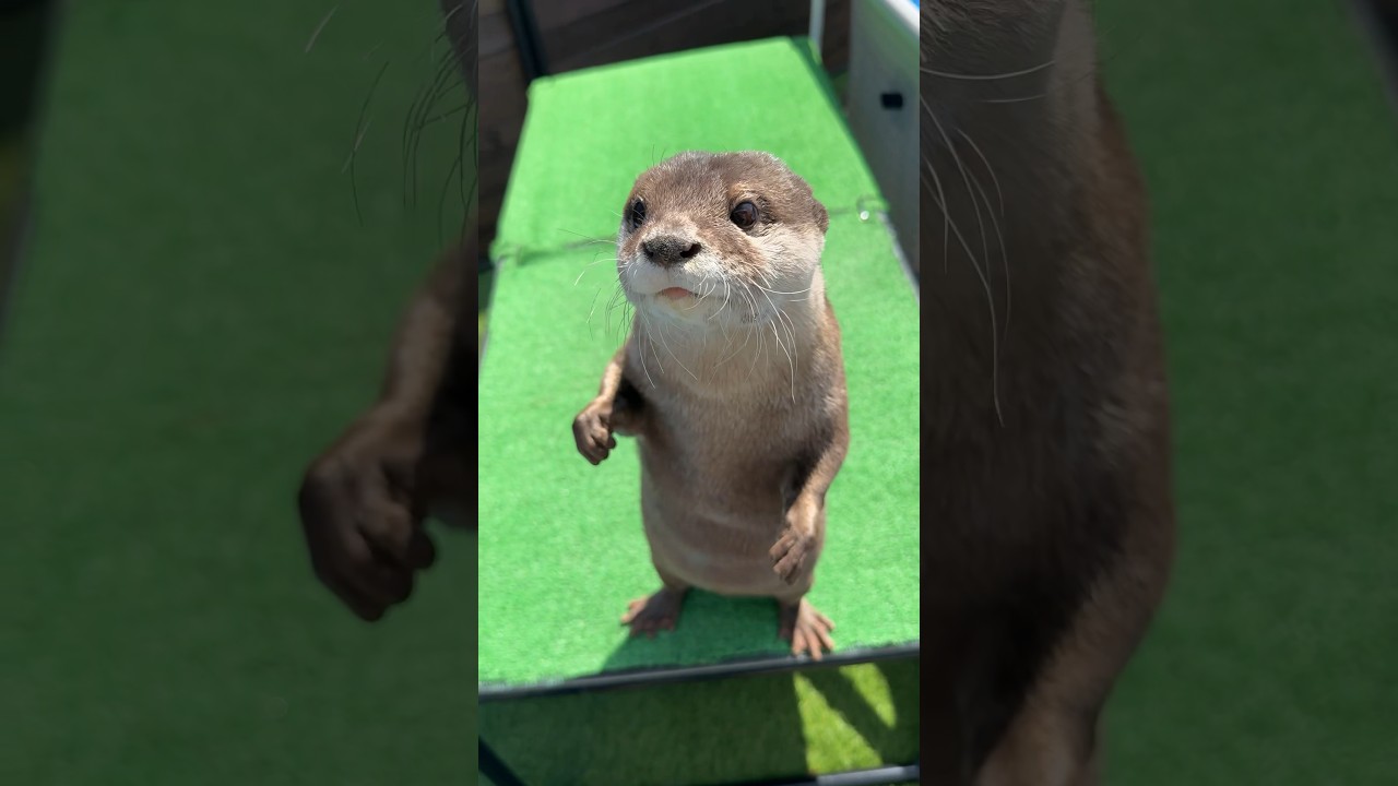 Well-Behaved Otter Eating😳😳 #shorts #aty #otter #WaterSausage