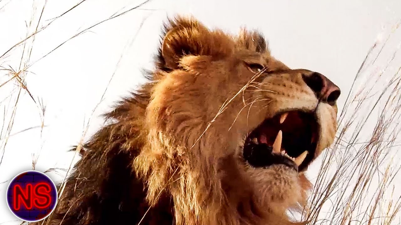 Family Safari Turns Deadly | Prey (HD Scene) 🦁