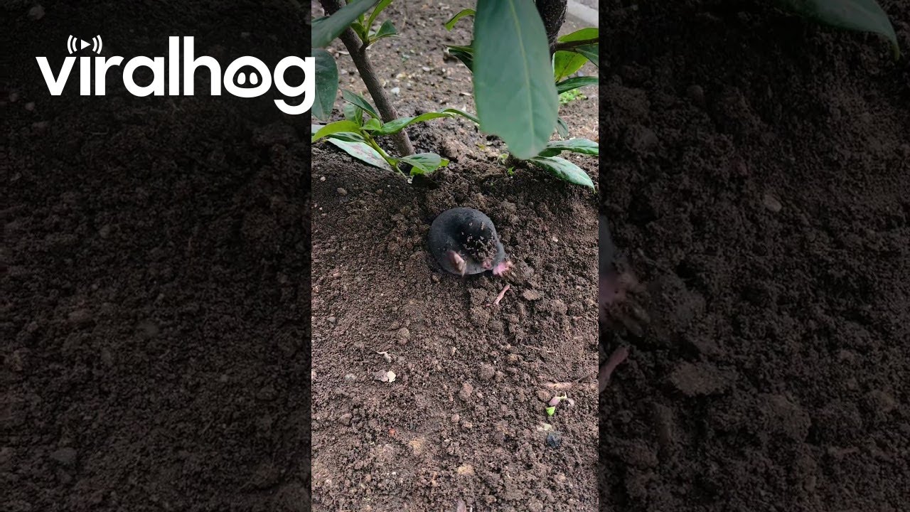 Mole Surfaces from the Soil in Hungary 🐾