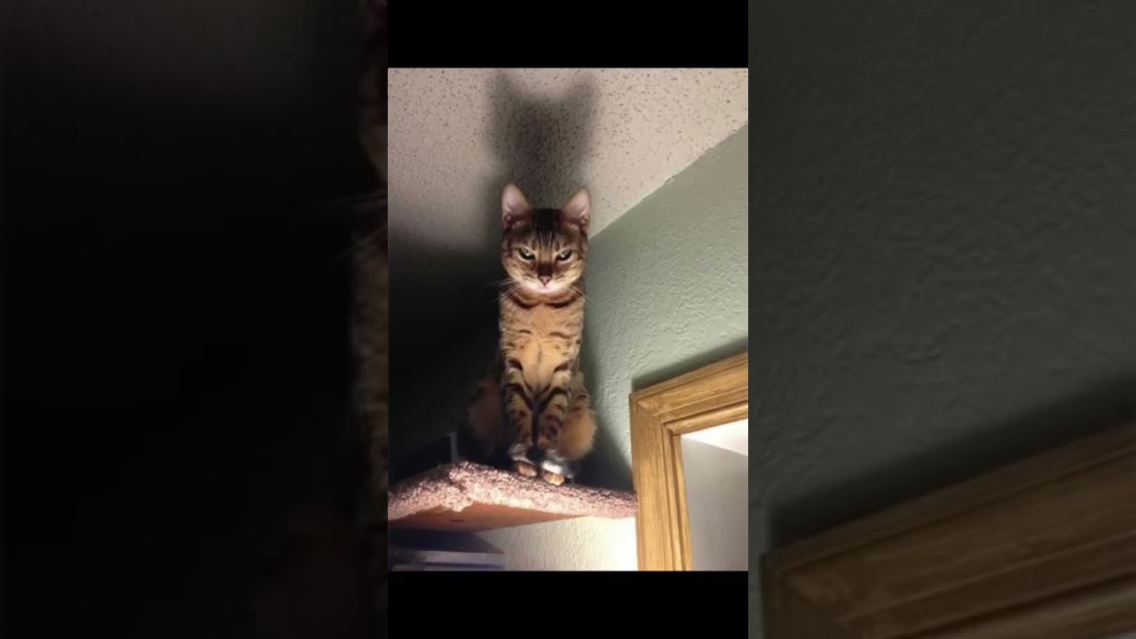 Je vous dis que j’ai peur des chats 🐈