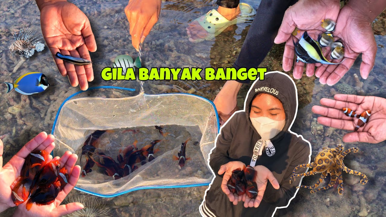 Banyak Ikan Saat Laut Surut 😢 | BERBURU IKAN HIAS