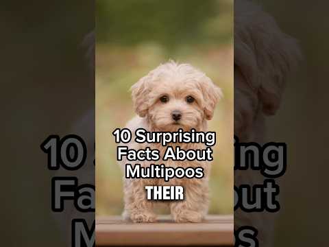 10 Surprising Facts About Maltipoo #puppy #dog
