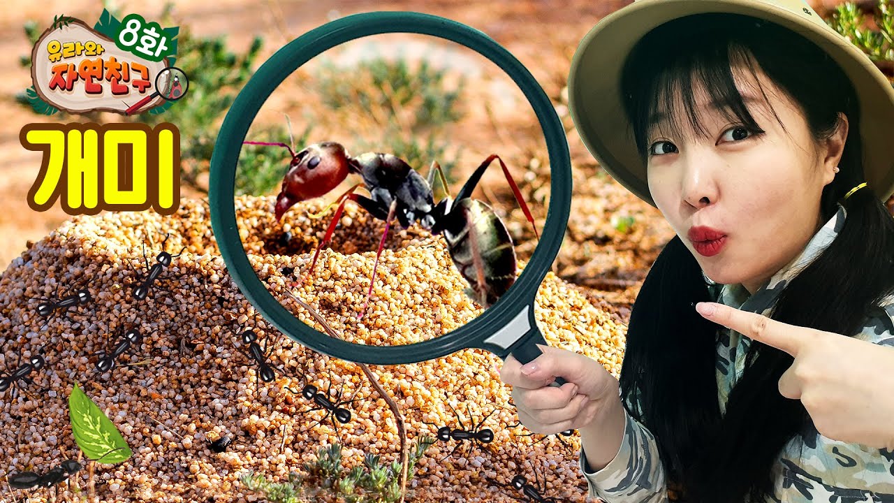 유라와 함께하는 자연탐험 🐜 개미의 협력과 개미굴의 비밀