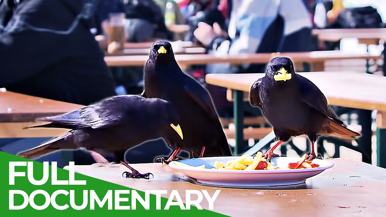 Ravens: The Cleverest Birds of the Sky 🦅 | Free Wildlife Documentary