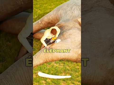Pourquoi les éléphants sont-ils tués pour leurs défenses ? 😳