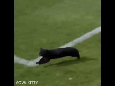 Kucing mencetak gol // Soccer cat