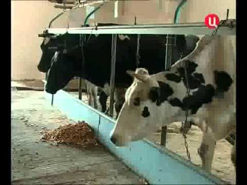 Караулов защитил Лужкова онлайн 🛡️