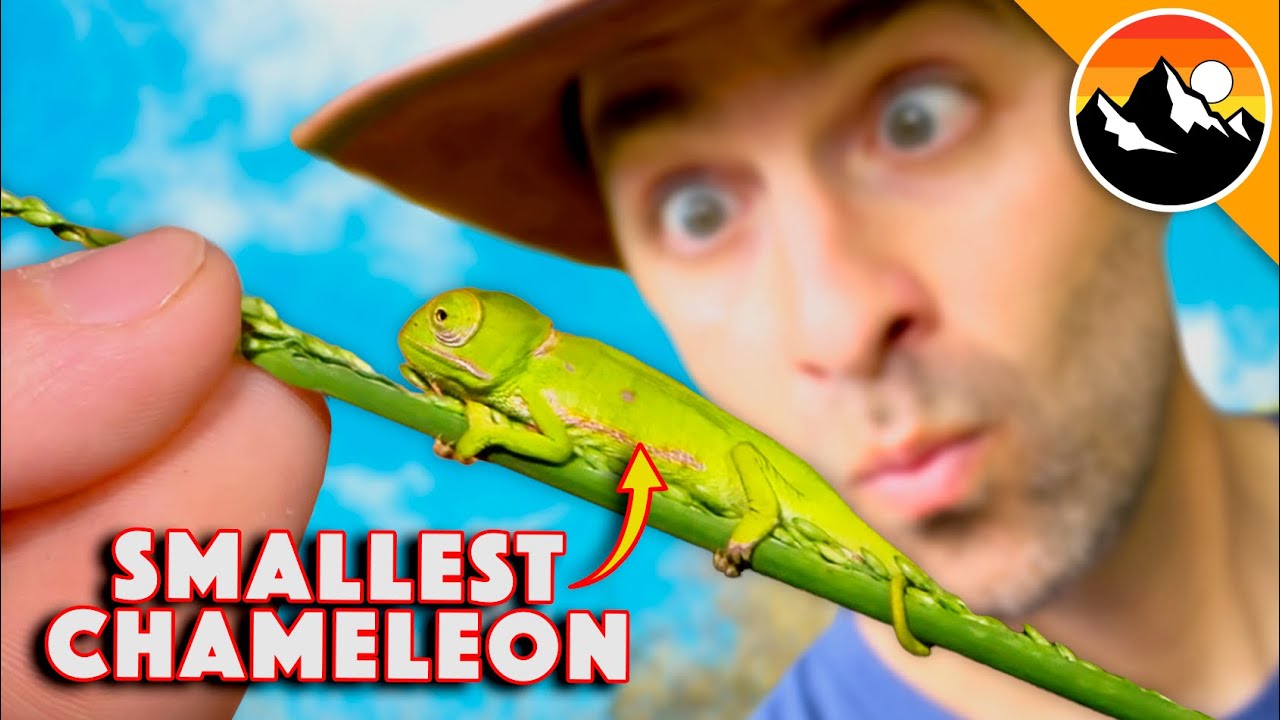 Tiny Chameleon: The Smallest of Its Kind 🦎