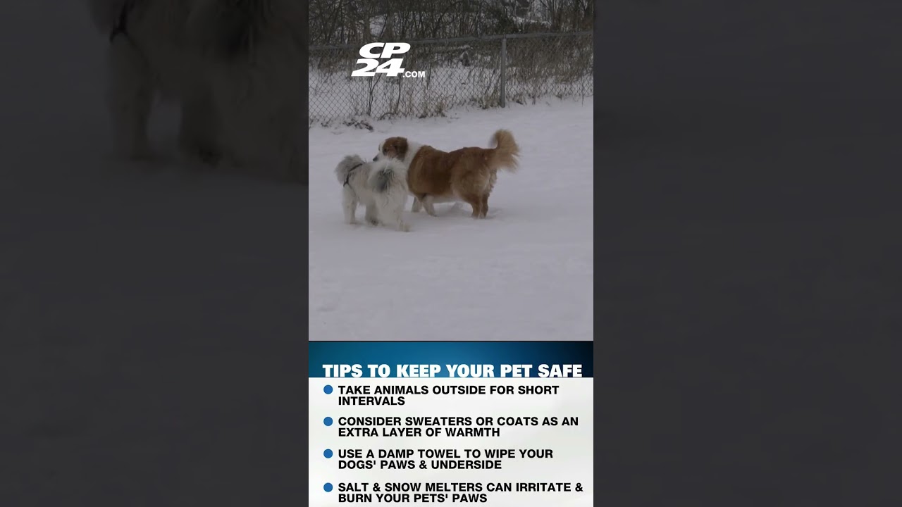 Pet Safety Tips During Canada’s Cold Weather ❄️