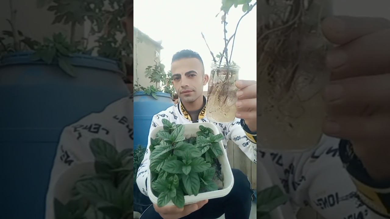 كيف تزرع النعناع في المنزل بسهولة وتحقق محصولًا مزدهرًا طوال العام 🌿