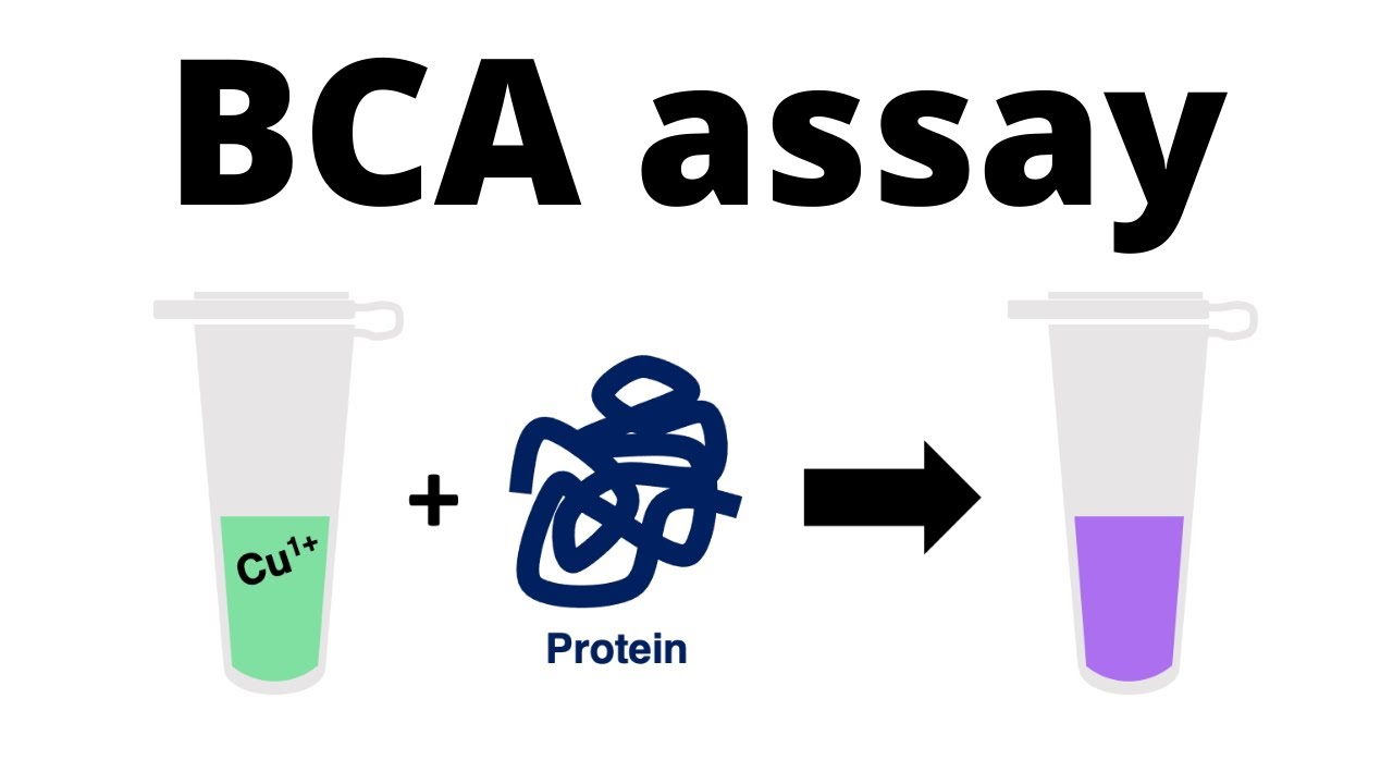 Measuring Protein Levels with BCA Assay 🧪