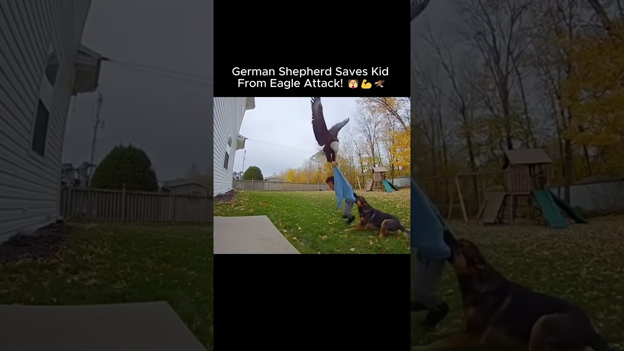 Heroic German Shepherd Protects Child from Eagle Attack! 🐶🦅