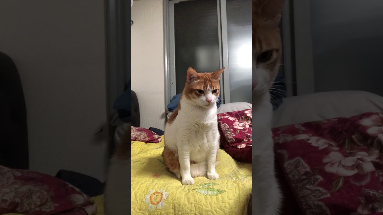 혼나는 고양이의 귀여운 애교 ❤️