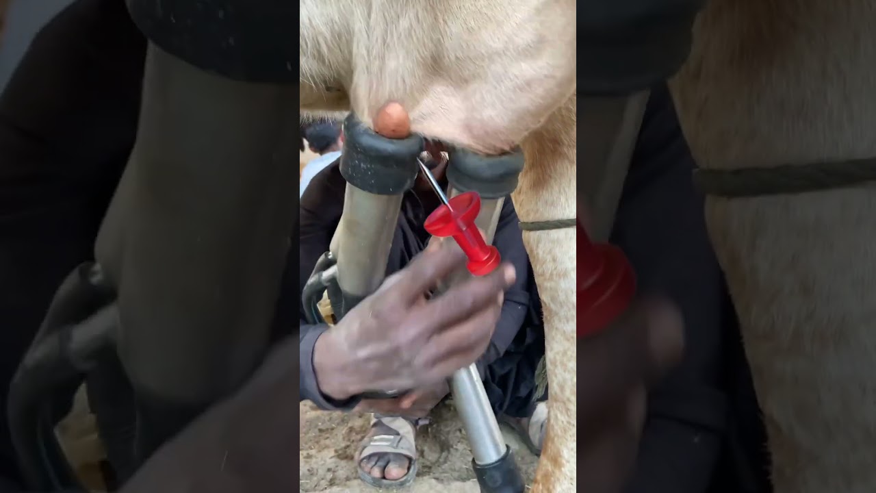 Milking Failures 🐄