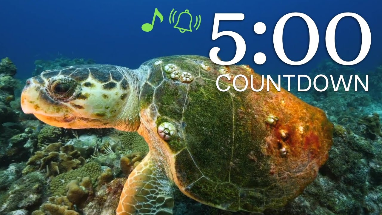 5-Minute 4K Underwater Sea Life Timer 🐠