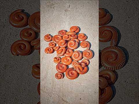 MILLIPEDE MOVES EVEN WHEN THE VIDEO IS PAUSED #unique #animals #millipede #amazing