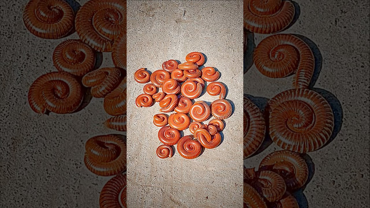 Watch a Millipede Keep Moving Even When You Pause the Video! π