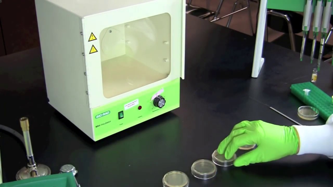 Bacterial Transformation with Bio-Rad pGLO Kit 🧫