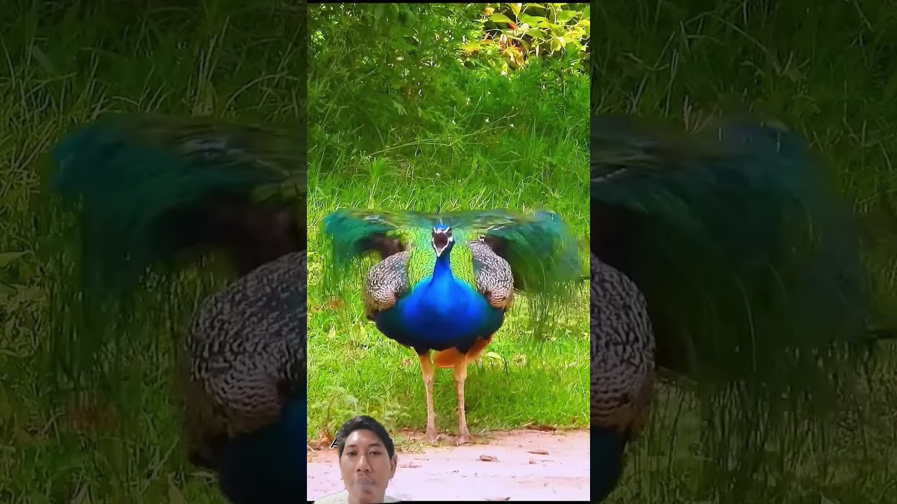 Suara Merak yang Menakjubkan 🦚