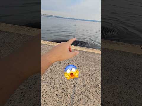 Un monstre dans l'étang 😱 (vidéo choquante) #lochness #paranormal #étang #trauma