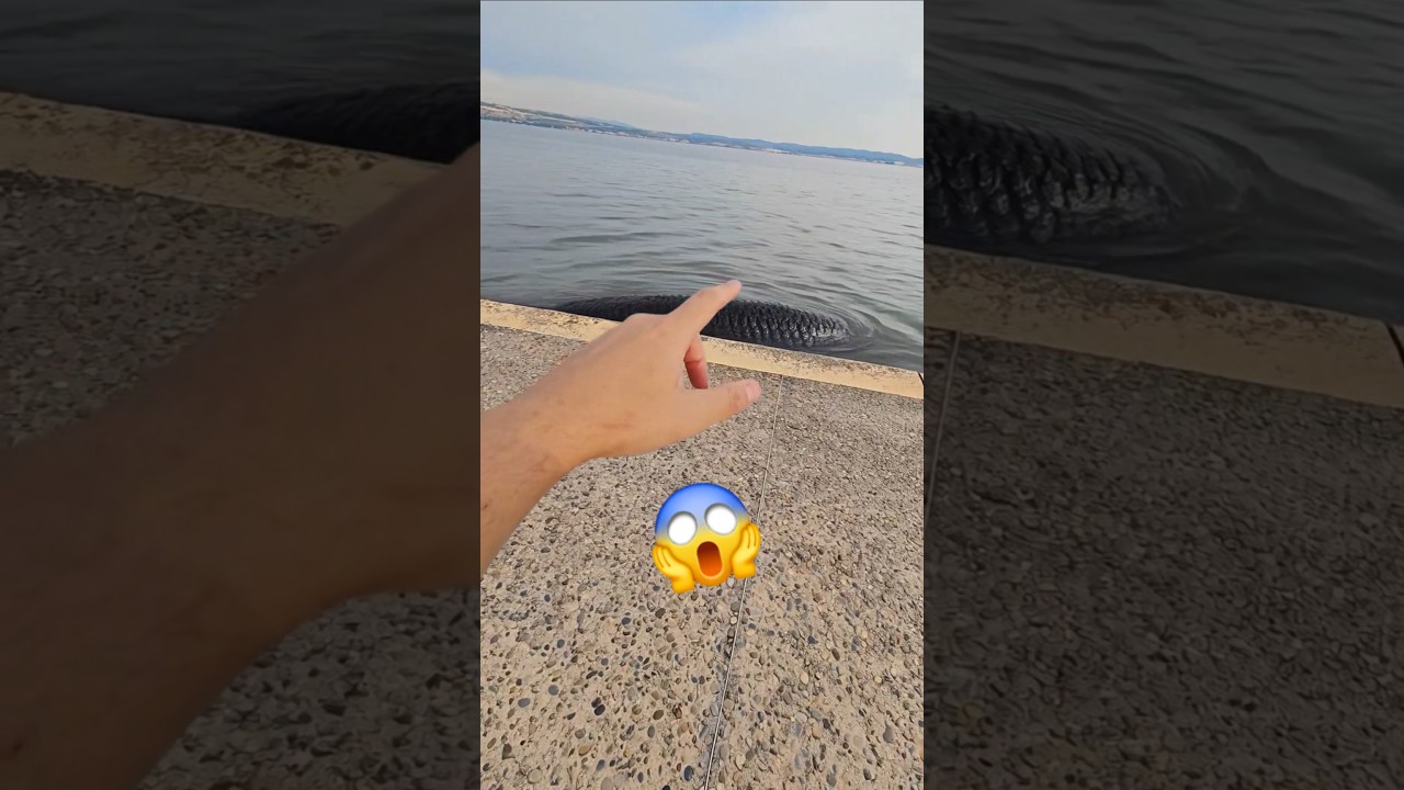 Choc dans l'étang : un monstre mystérieux filmé ! 😱