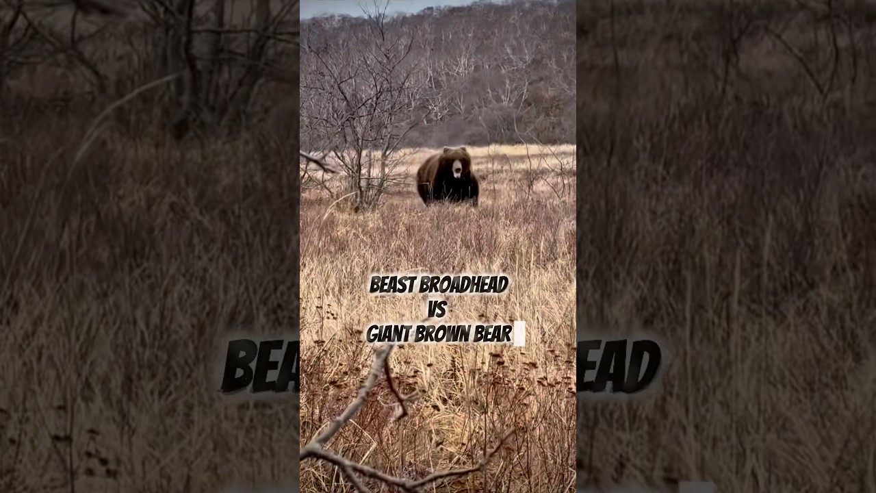 Giant Brown Bear with Beast Broadhead 🏹