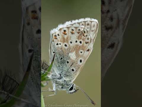 The Amazing Sony 90mm Macro Lens!