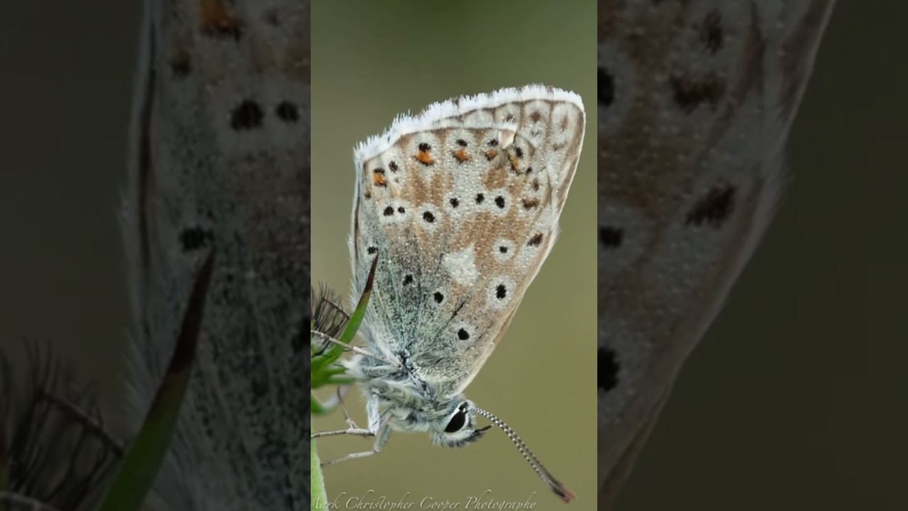 Sony 90mm Macro Lens: Amazing Quality ๐ธ