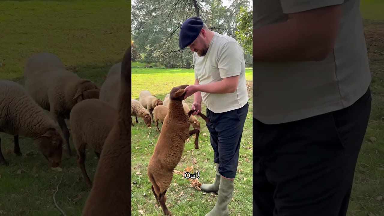 Petit agneau devient grand 🐑