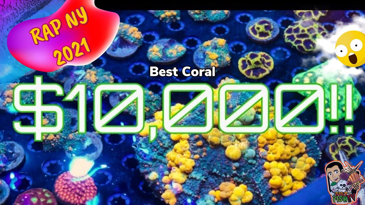 Top Expensive Corals at RAP NY 2021 🐠