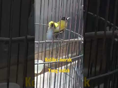 Burung Kolibri & Merak Gacor 🦚 #Shorts