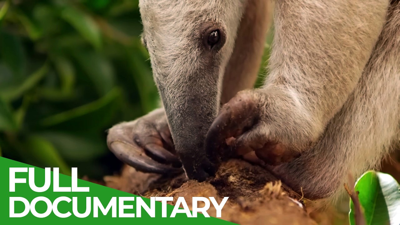 Wild Colombia: Amazing Creatures & Lost Eden πΏ