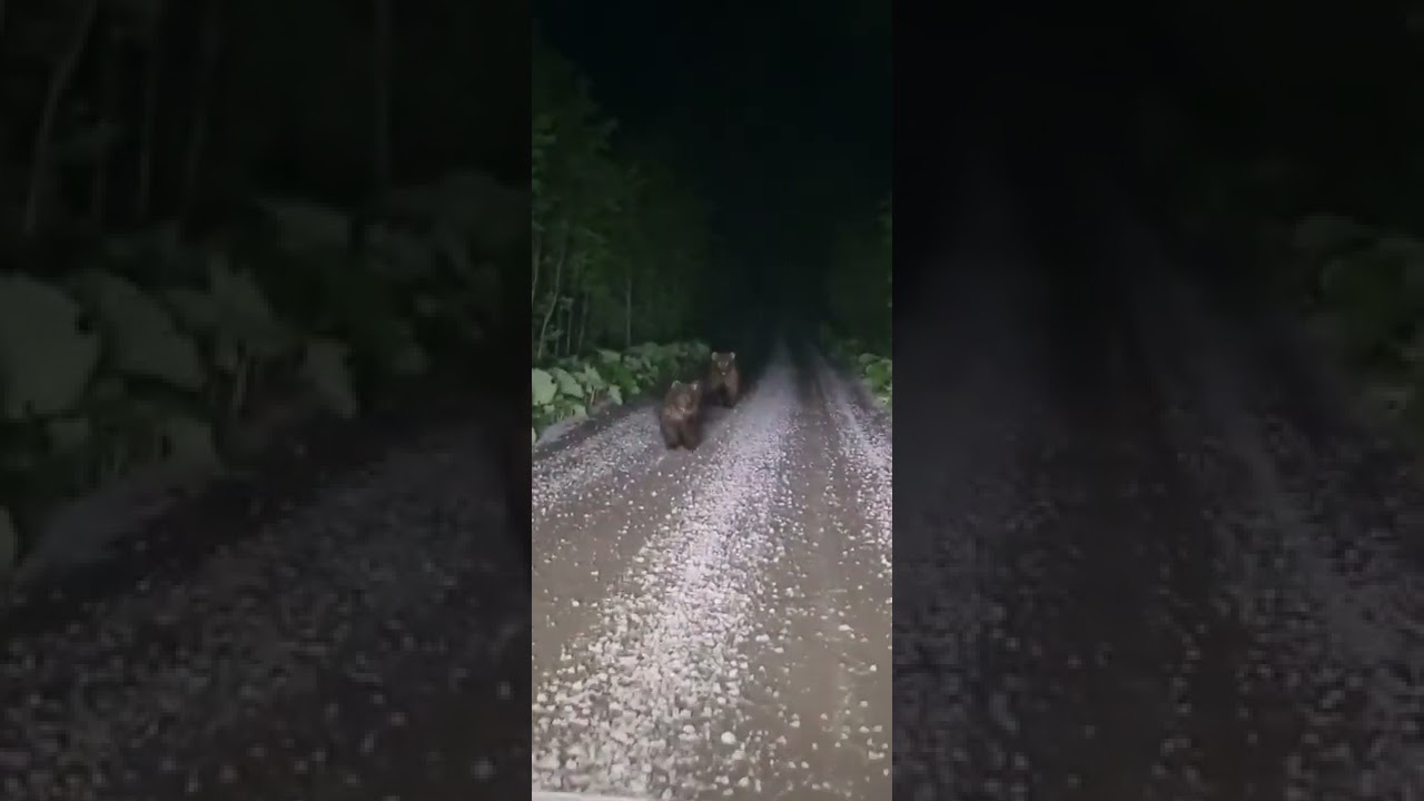 Три медведя остановили авто на Курилах 🐻
