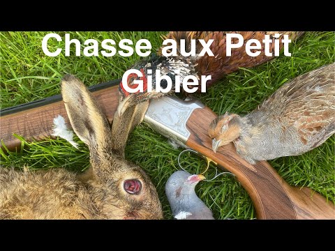 Très Belle Chasse aux Lièvre Faisan Perdreaux Pigeon ! Beaucoup de Chance et Action !