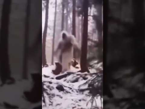 REAL YETI / BIG FOOT CAUGHT ON CAMERA😱😱 #shorts #yeti #bigfoot #scary #alien #strangers