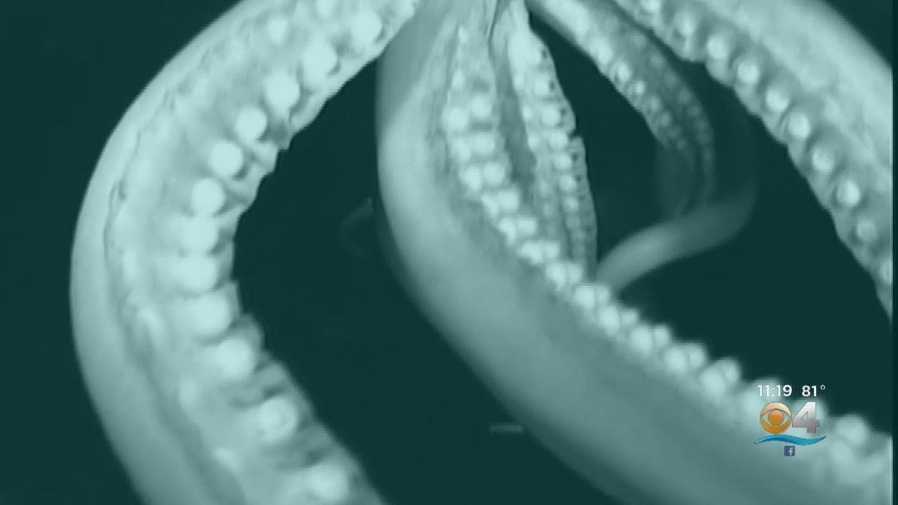 Giant Squid Captured on Video π¦