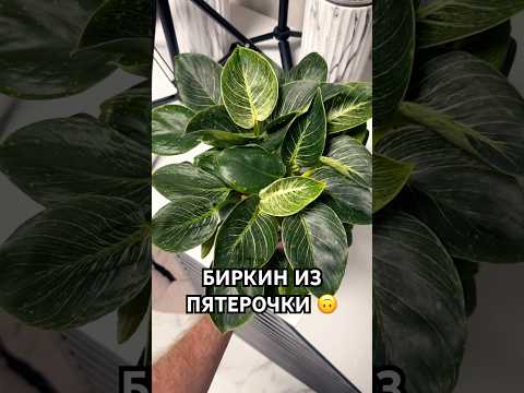 Фил Биркин за 400₽ в Пятерочке! 🌿 Идеальный зелёный аксессуар