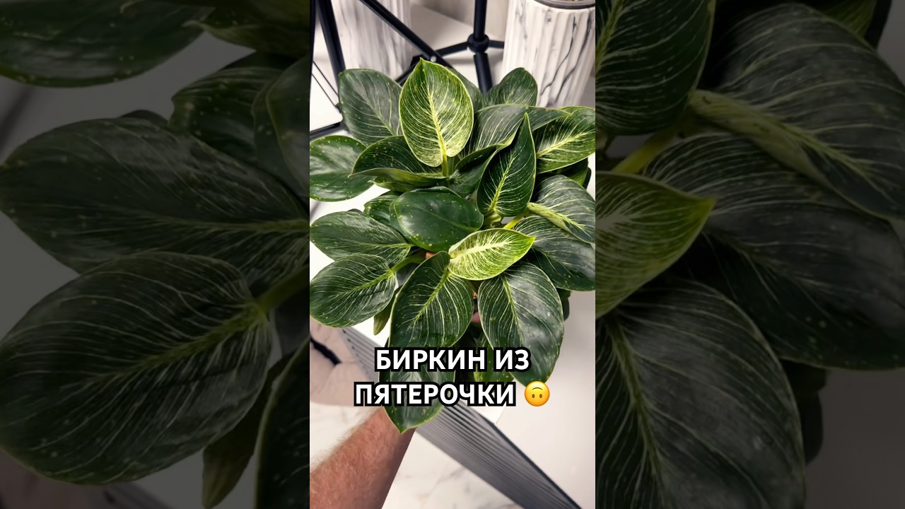 Фил Биркин за 400₽ в Пятерочке! 🌿 Идеальный зелёный аксессуар